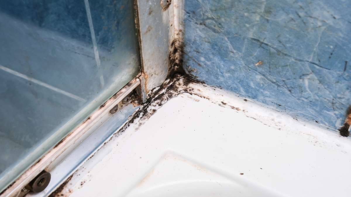 Zwarte schimmel in de hoek van de douche.
