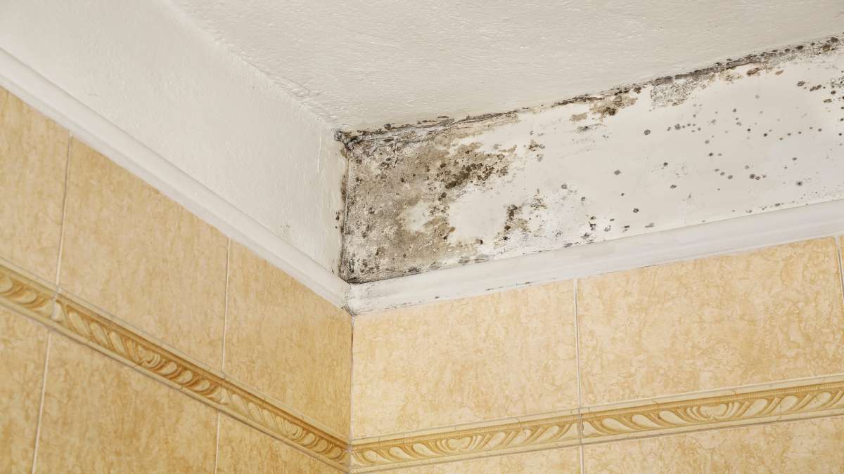 Zwarte schimmel met spikkels in de hoek van het plafond.